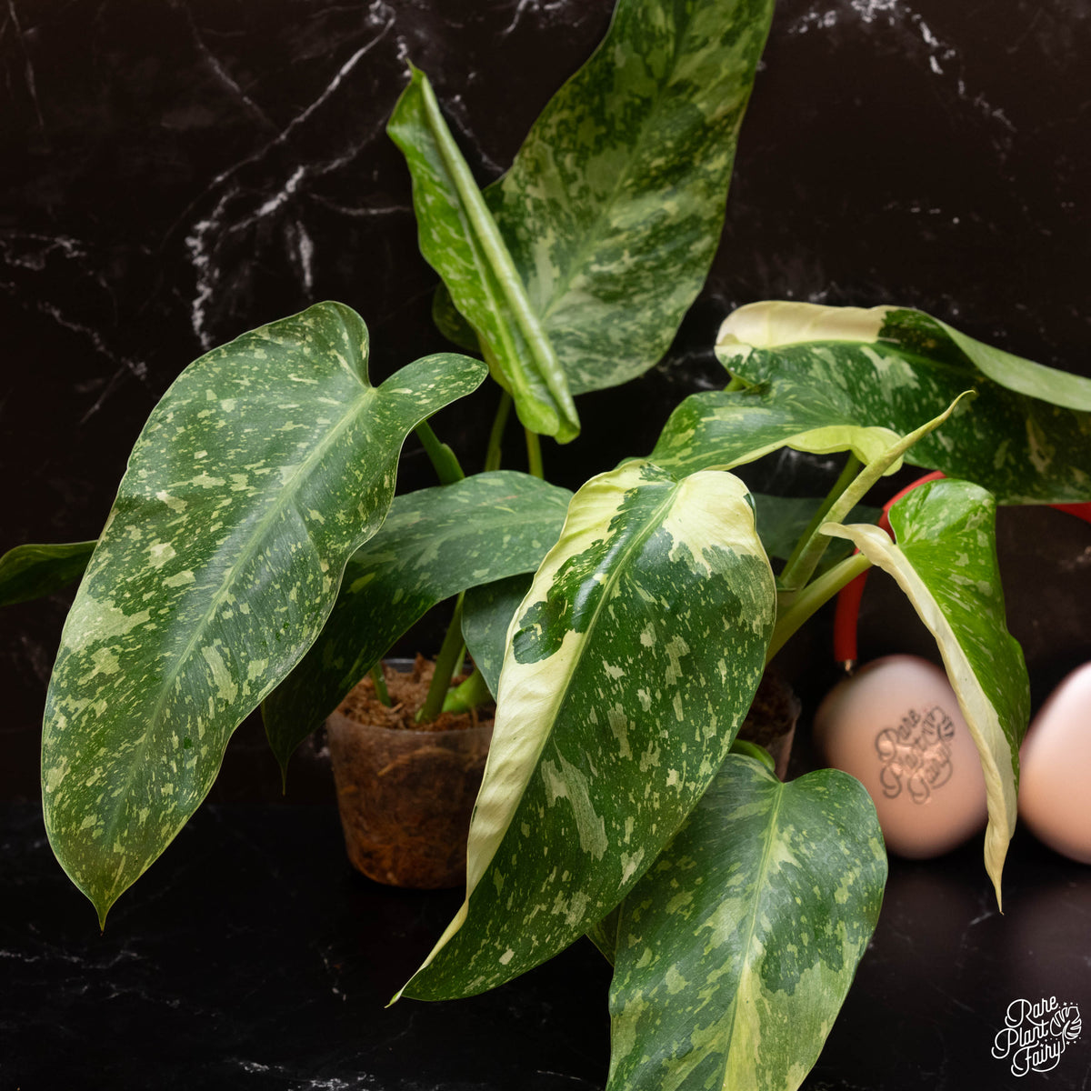 Selling Rare Variegated Philodendron Jose Buono House Plant Aroid Tropical Indoor Outdoor DHL Express Free Phytosanitary Certificate