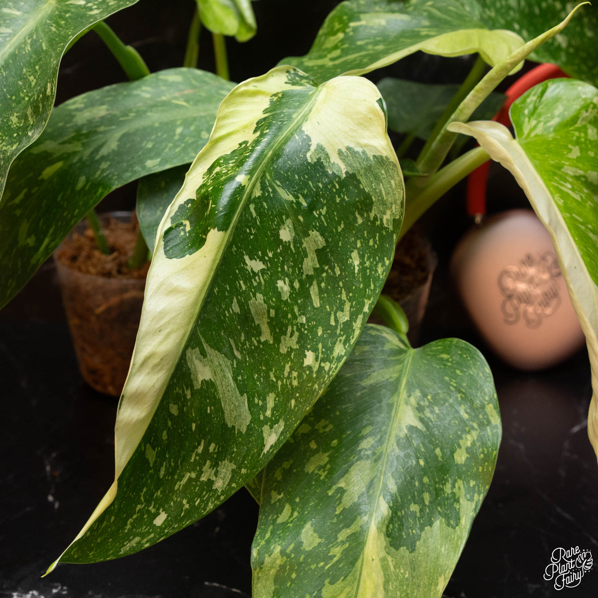 Philodendron Jose Buono // Rare plants, uncommon, variegated, 2024 anthurium, syngonium, hoya, rhipsalis, calathea, stromanthe, heart leaf