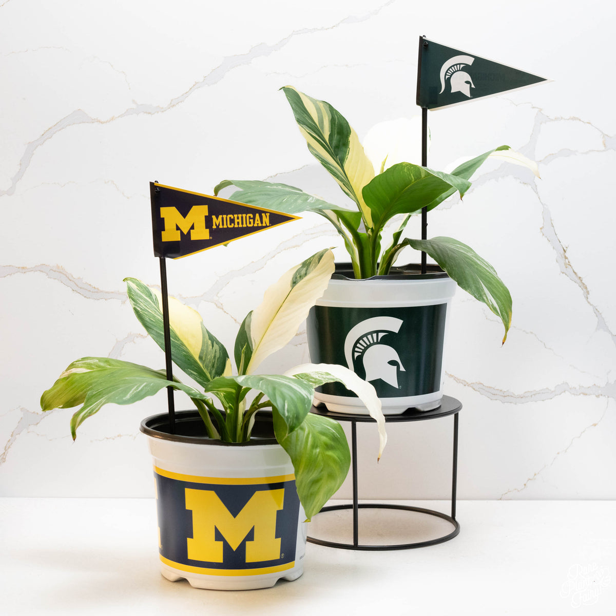 MSU Orchid Plant, MSU Faux Orchid Plant, MSU Gifts for Men, MSU Gifts for  Women, MSU Gifts, Spartan Decorations, MSU Man Cave Decor, Office  Accessories for Men, Desk Accessories for Women