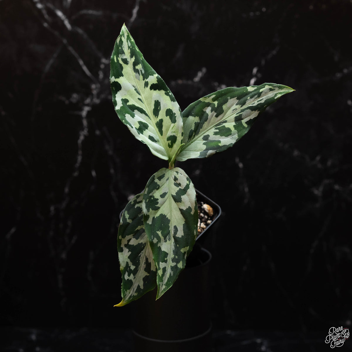 Aglaonema pictum tricolor *silver* (A44) – Rare Plant Fairy