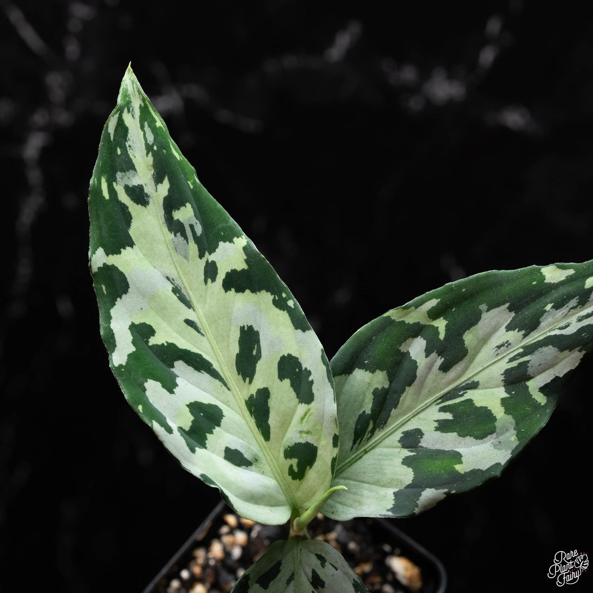 Aglaonema pictum tricolor *silver* (A44) – Rare Plant Fairy