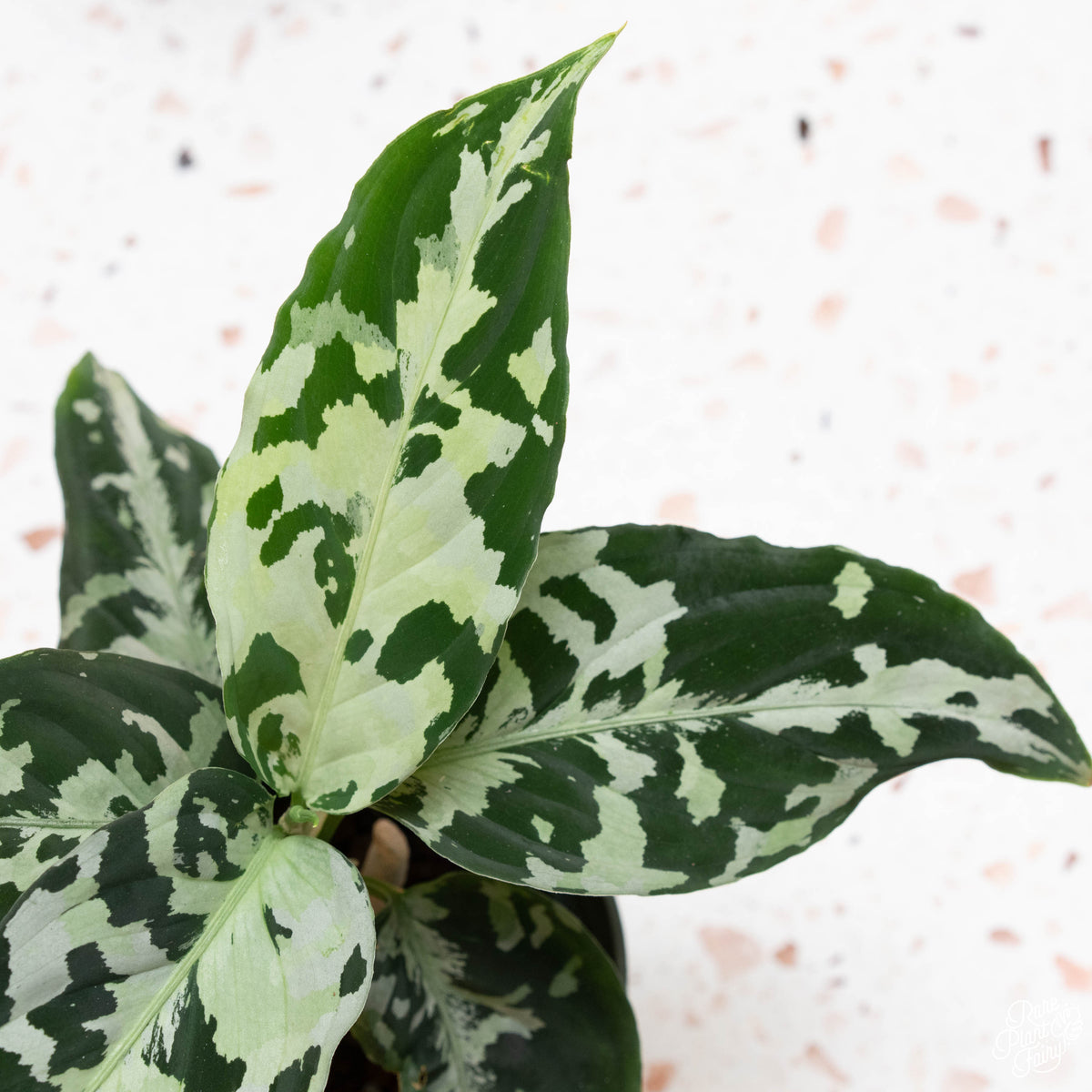 Aglaonema pictum tricolor (25A) *super silver*