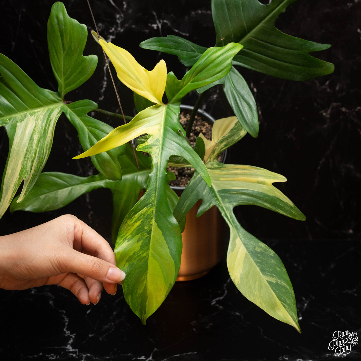 Philodendron Florida Beauty Variegated Plant 1 store leafs free Phytosanitary Certificate