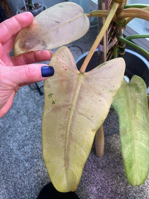 Wet Soggy Spots On Leaves?  It Could Be Signs Of Edema And Guttation!