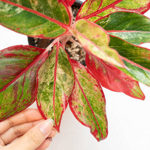 Aglaonema