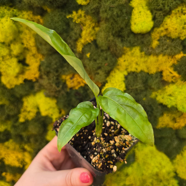 Monstera obliqua 'Amazonas' *Grower's choice*