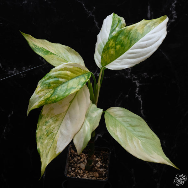 Aglaonema modestum 'Spilt Milk' variegated (wk3-A)