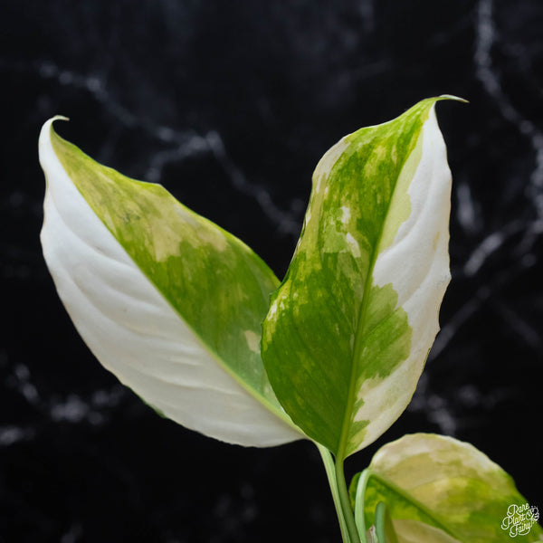 Aglaonema modestum 'Spilt Milk' variegated (wk3-A)