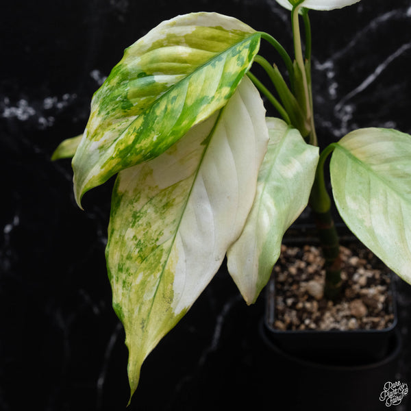 Aglaonema modestum 'Spilt Milk' variegated (wk3-A)