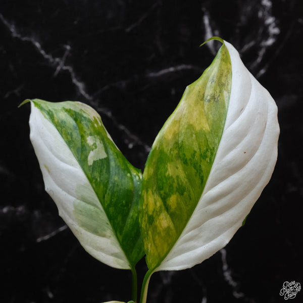 Aglaonema modestum 'Spilt Milk' variegated (wk3-A)