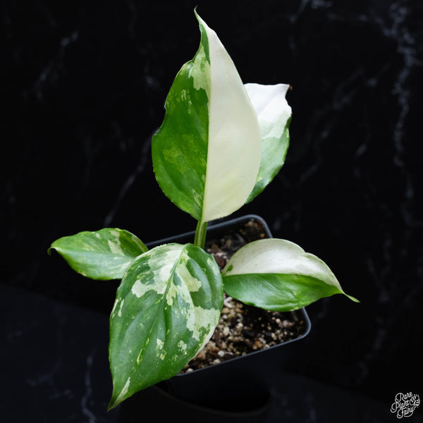 Aglaonema modestum 'Spilt Milk' variegated (wk4-A)