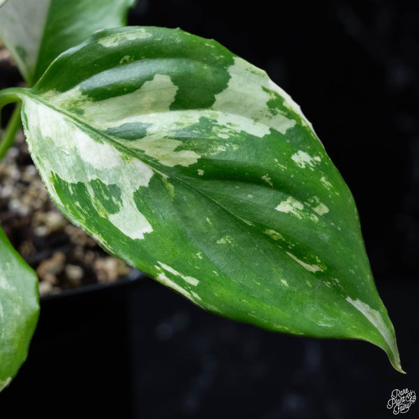 Aglaonema modestum 'Spilt Milk' variegated (wk4-A)