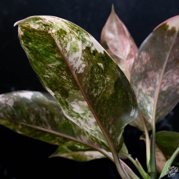 Aglaonema 'Siam Jade' variegated (wk4-A)