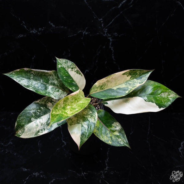 Aglaonema 'Siam Jade' variegated (wk4-A)