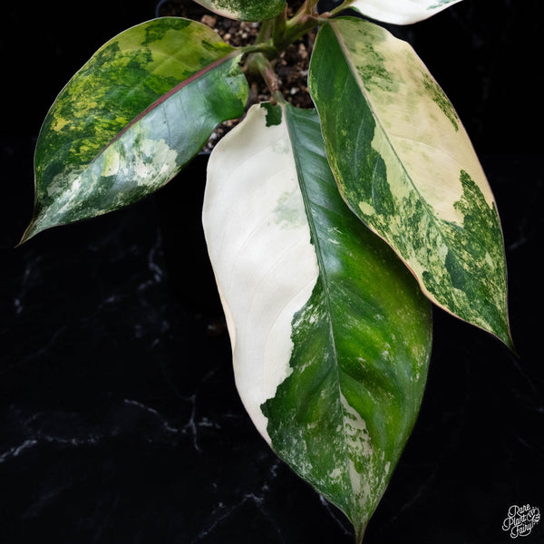 Aglaonema 'Siam Jade' variegated (wk4-A)