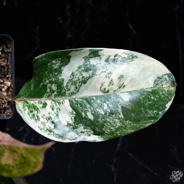 Aglaonema 'Siam Jade' variegated (wk4-A)