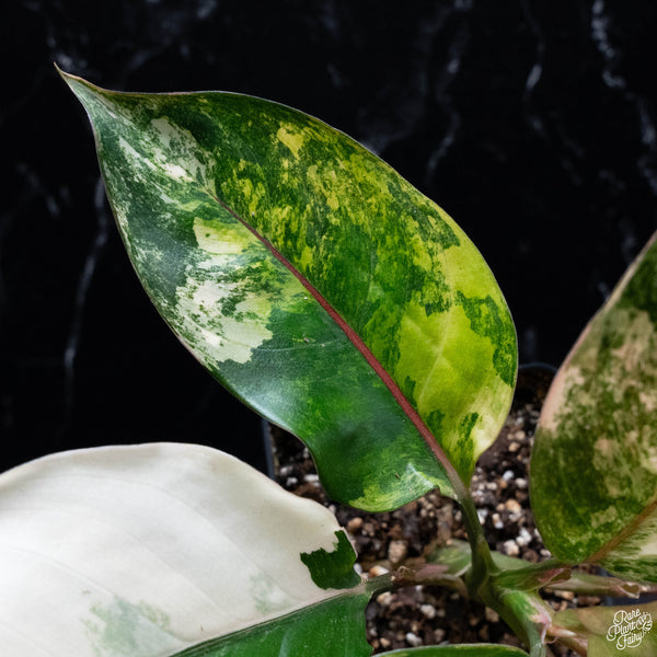 Aglaonema 'Siam Jade' variegated (wk4-A)