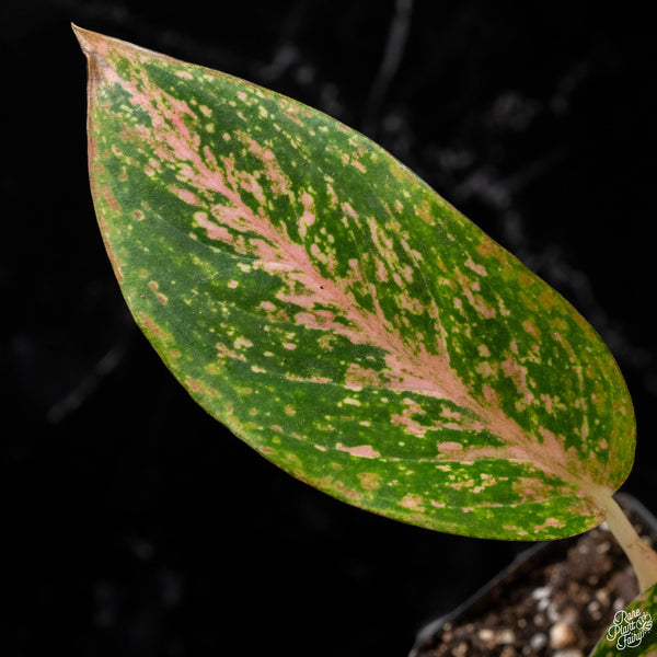 Aglaonema 'Orange Stardust' (A51)