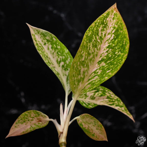 Aglaonema 'Orange Stardust' (A51)