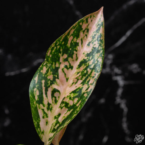 Aglaonema 'Orange Stardust' (A51)