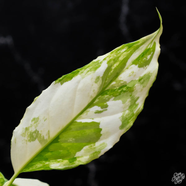 Aglaonema modestum 'Spilt Milk' variegated (A52)