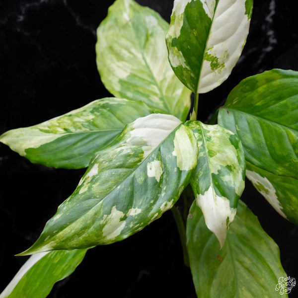 Aglaonema modestum 'Spilt Milk' variegated (A52)