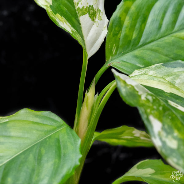 Aglaonema modestum 'Spilt Milk' variegated (A52)