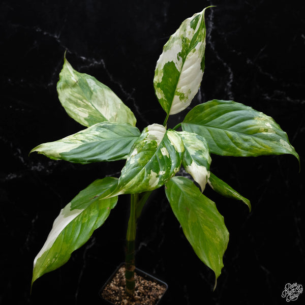 Aglaonema modestum 'Spilt Milk' variegated (A52)