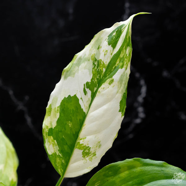 Aglaonema modestum 'Spilt Milk' variegated (A52)