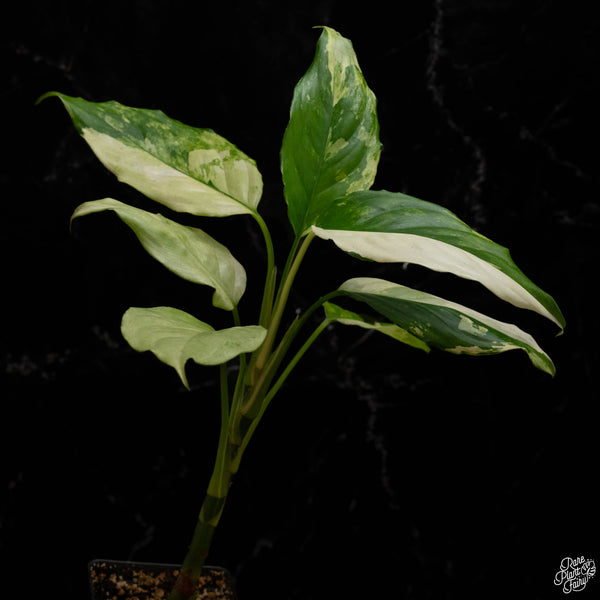 Aglaonema modestum 'Split Milk' (A48)