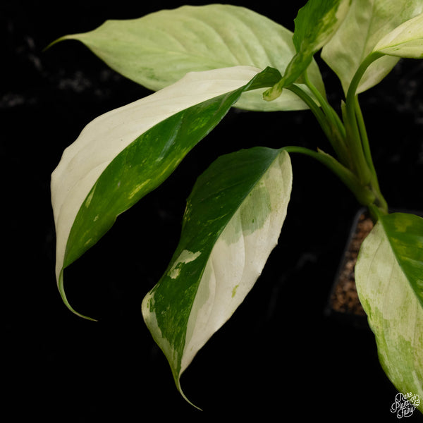 Aglaonema modestum 'Split Milk' (A48)