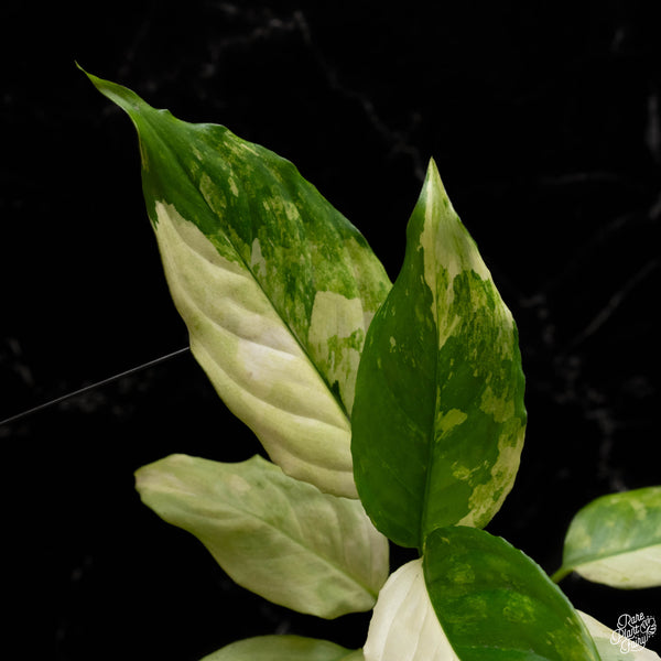 Aglaonema modestum 'Split Milk' (A48)