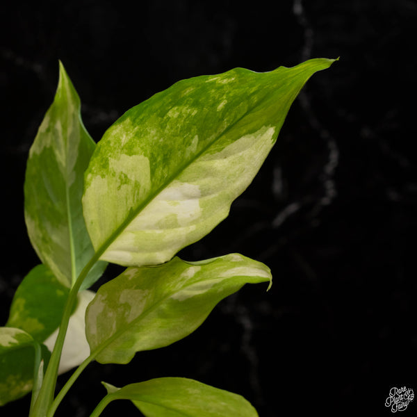 Aglaonema modestum 'Split Milk' (A48)