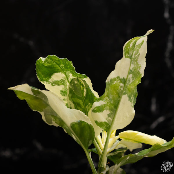 Aglaonema pictum tricolor albo variegated (A48)