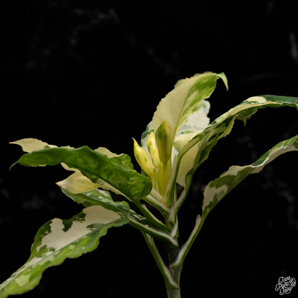 Aglaonema pictum tricolor albo variegated (A48)