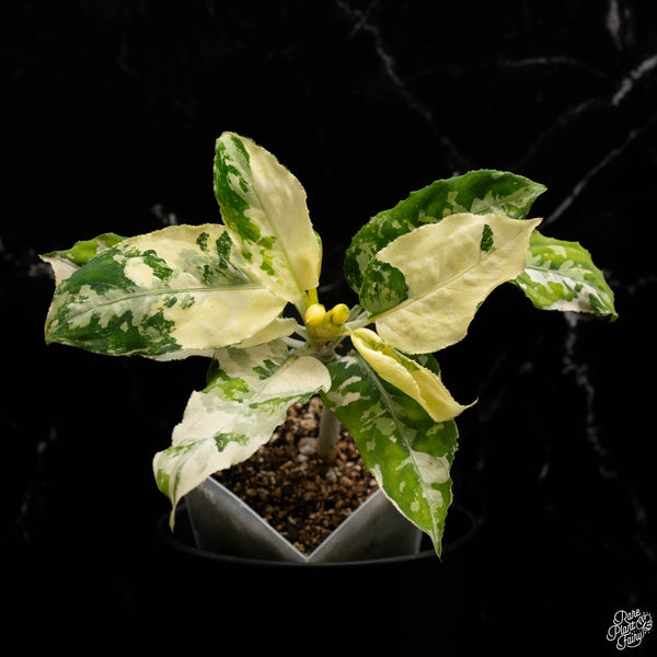 Aglaonema pictum tricolor albo variegated (A48)