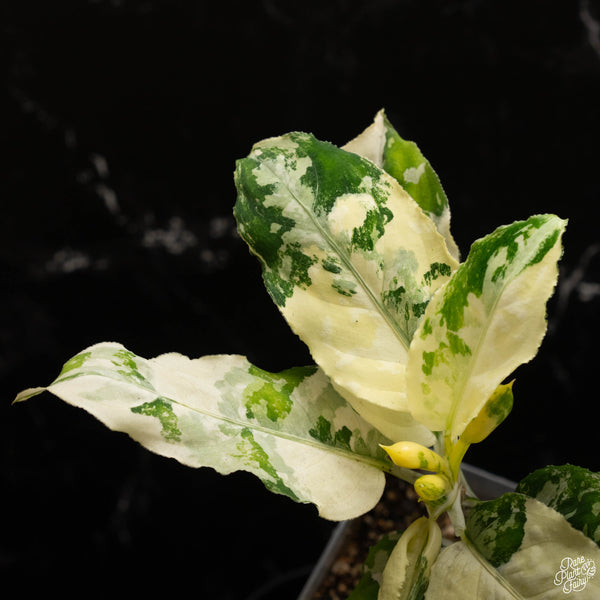 Aglaonema pictum tricolor albo variegated (A48)