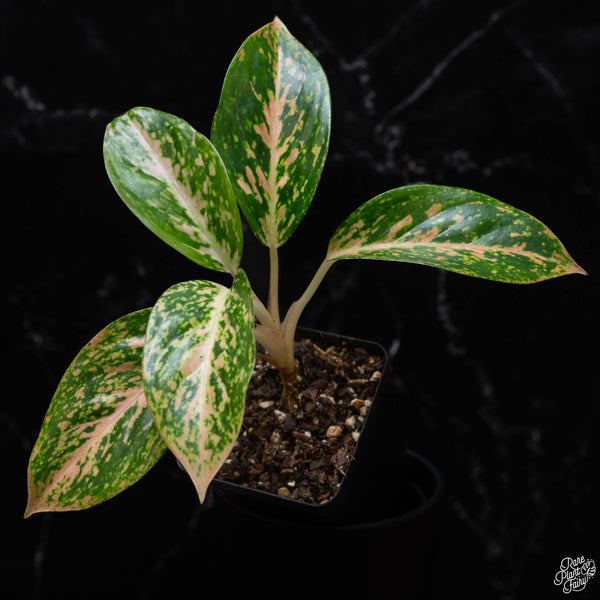 Aglaonema 'Orange Stardust' (A52)