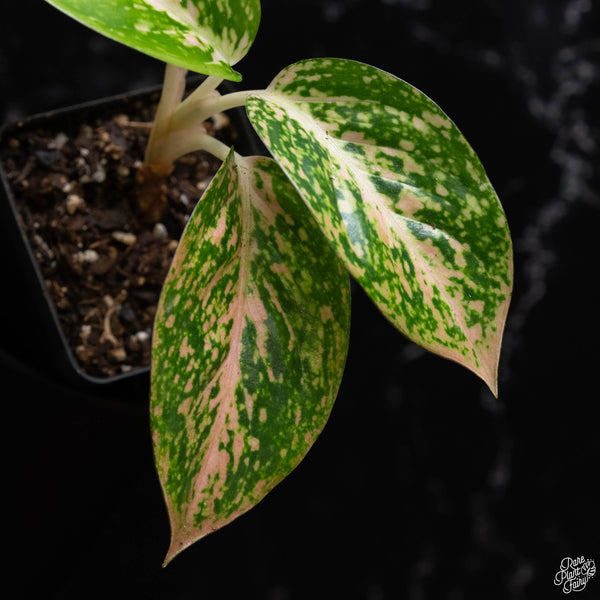 Aglaonema 'Orange Stardust' (A52)