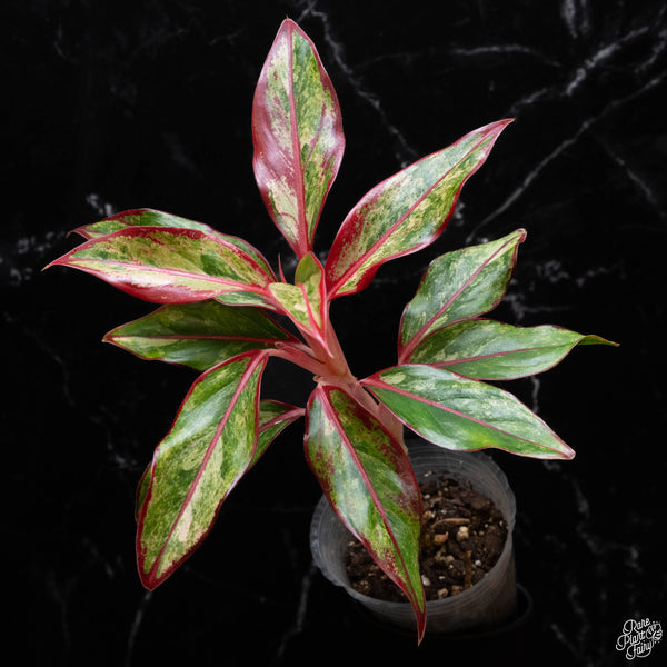 Aglaonema 'Siam Aurora' variegated (A51)