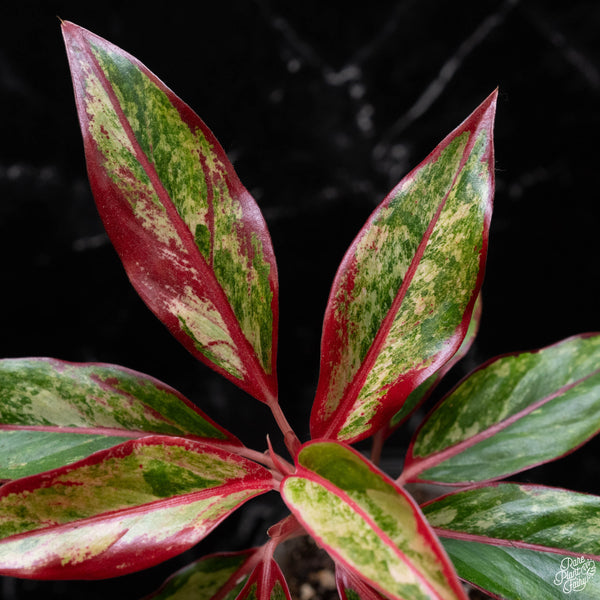 Aglaonema 'Siam Aurora' variegated (A51)