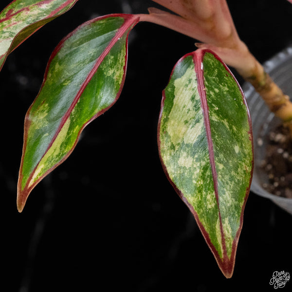 Aglaonema 'Siam Aurora' variegated (A51)