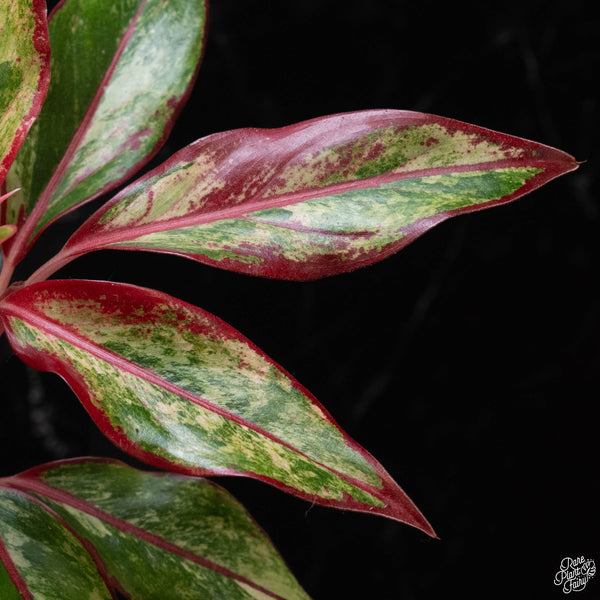 Aglaonema 'Siam Aurora' variegated (A51)