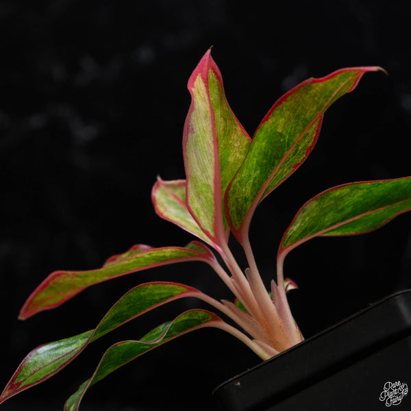 Aglaonema 'Siam Aurora' variegated (1A)