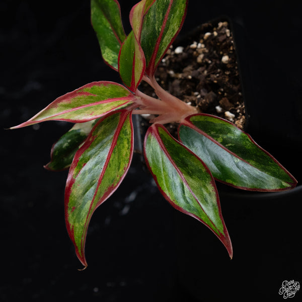 Aglaonema 'Siam Aurora' variegated (1A)