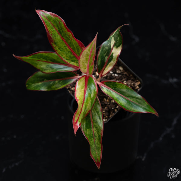 Aglaonema 'Siam Aurora' variegated (1A)