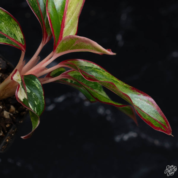 Aglaonema 'Siam Aurora' variegated (1A)