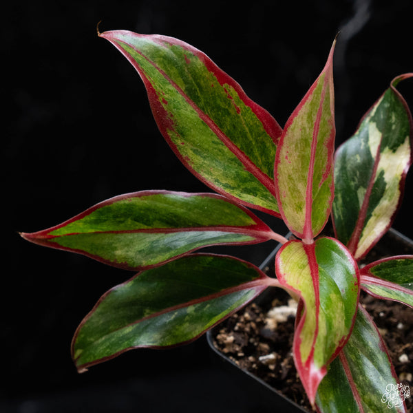 Aglaonema 'Siam Aurora' variegated (1A)