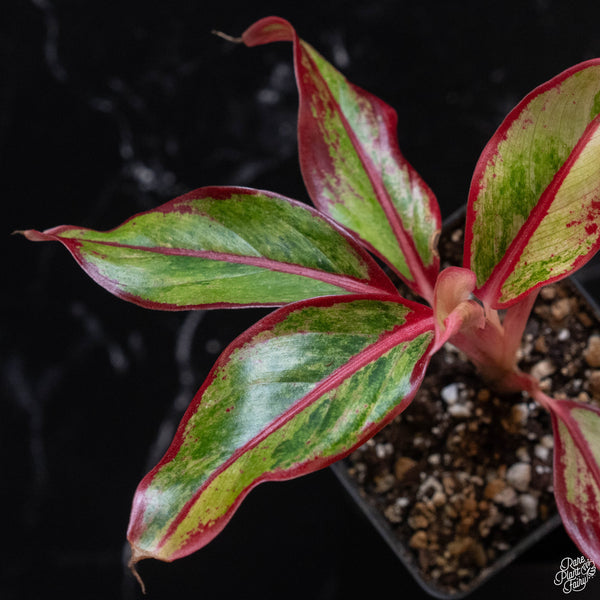 Aglaonema 'Siam Aurora' variegated (wk3-A)