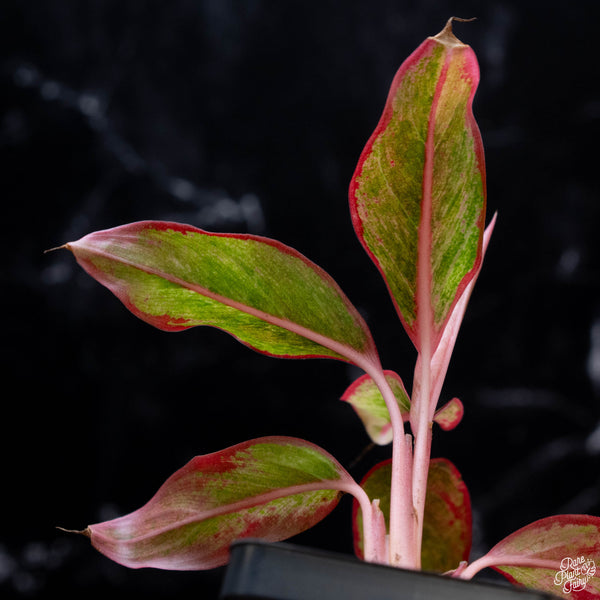 Aglaonema 'Siam Aurora' variegated (wk3-A)